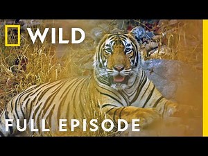The Mystery of India's Elusive Big Cats (Full Episode) | Big Cat Kingdom