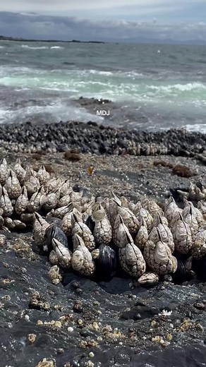 Delicious Gooseneck Barnacles Recipes and Cooking Tips