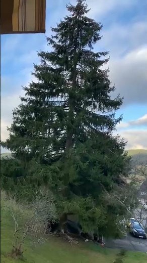 Mein Freund der Baum ist tot…