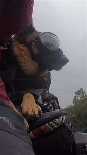RAIN · Sometimes we wore the Rainfly with no hood! Moxie was mostly blocked from the worst wind and rain by me. So when the conditioned soured, we often rode with her Rainfly on but not hood. The goggles keep her face and eyes dry and if she wanted additional protection, she would tuck in beside my hip. . . . #motodog #rainfly #travelwithdogs #celebratingmoxie #wetdog #ridingintherain #adventuredog | Gladys Mcguire