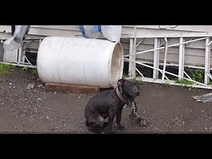 Ginny's Transformation is Amazing