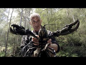Il parvient à pêcher une écrevisse géante ! - Jeremy Wade, en eaux troubles