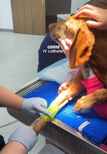 Behind the Scenes: Dog IV Catheter Procedure