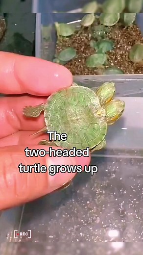 Mr. Turtle on TikTok