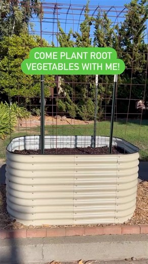 Root vegetables. I love growing carrots, radishes and beets. I know some people find them tricky so I want to share what I’ve learned. 🌱 Loosen up that soil! I know many people like to practice no dig gardening. But loose soil provides less resistance to root penetration, allowing the roots to grow deeper and spread more easily. And we’re growing roots people! 🤣 🌱 Bone meal. Amending the soil with bone meal before planting root vegetables can be beneficial because bone meal is a slow-release 