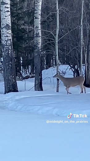Winter's most graceful survivors! 🦌 Experience the serene beauty of winter as these graceful animals navigate the snowy landscape in this #shortvideo. This video captures the tranquil essence of nature, showcasing the peaceful coexistence of wildlife and their environment. Witness their survival through the season. #shorts #animals #snow #deer #2026 #winter #short #wildlife #survival #wintervibes #snowy #RuralLife #alberta #winterwonderland #fyp #fypシ゚viral #vibes #canada #fawn