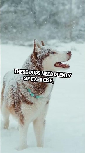 How do you train a Husky puppy without losing patience? #huskytraining