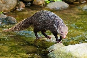 Crab eating mongoose - Alchetron, The Free Social Encyclopedia