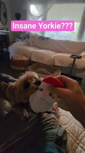 Insane Yorkie Dog Toy Growl