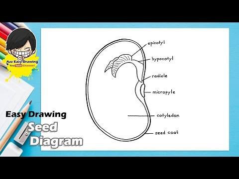 Easy Drawing Seed Diagram