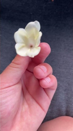 Three stages of the demigorgon