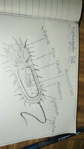 prokaryotic cell labelled diagram #art #drawing