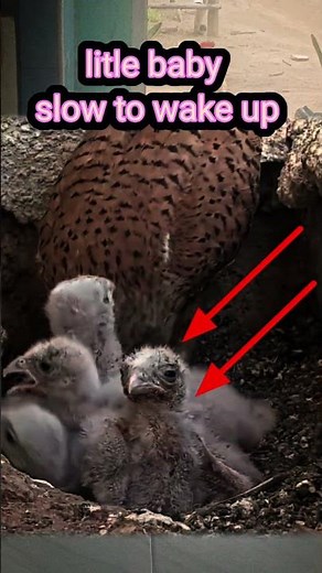 litle baby slow to wake up #nature #wildlife #animals #cute #birdsounds #hunting #duck #babykestrel