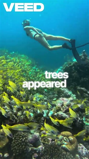 Jellyfish: Ancient Survivors Older Than Dinosaurs.