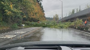 Tree falls on car in Bellevue during fall storm