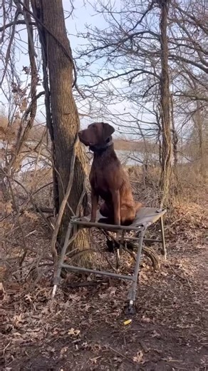 1.4K views · 11K reactions | Train your dog how to remain steady on a dog stand, if you’re going to be using dog stands! Awesome training, and dog @will__daniel #huntingdog #fielddoglife #fyp #labradorretriever #bestoftheday #dogphotography #dogsofinstagram #outdoors #huntingdogs #hunt #chocolatelabrador #labrador | Field Dog Life | Facebook