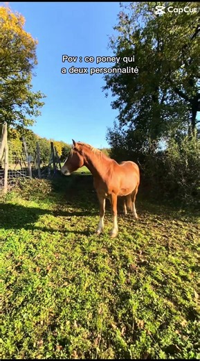 #chevaux #horse #equestrianjourney #equestrian #horsetrack #pony #animals #foal #rodeo #poney #pony