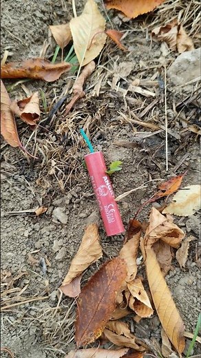 Angry Bull Dog in (F3) von Triplex.🇵🇱 #fireworks #pyrotechnica #pyroisnocrime #böller #foryou #viral