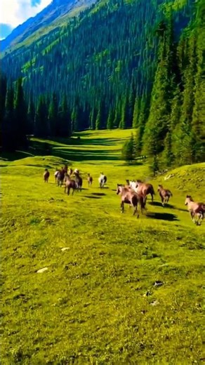 Beautiful places of Gilgit ☘️🌲 #nature #mountains #naturephotography