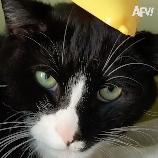 Where are all our CAT LOVERS at?! 😹😹 | America's Funniest Home Videos
