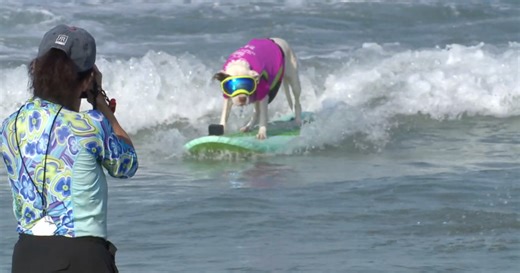 Dogs ride the waves at Helen Woodward's Surf-a-thon