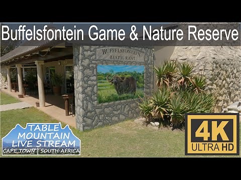 Buffelsfontein Game & Nature Reserve 4k