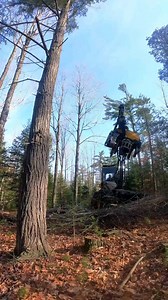 TIMBERR! #wacknstack #LOGGERMACK | Logger Mack