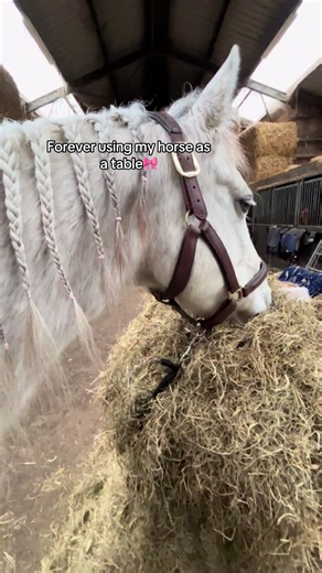 Shake em dreads 😎 #horse #connemara #mare #fyp #braid