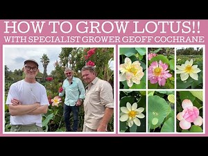 How to grow Lotus with specialist grower Geoff Cochrane!