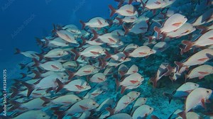 Yellowtail and humpback red snappers shoaling underwater close up. Exotic fish species school swimming undersea close view