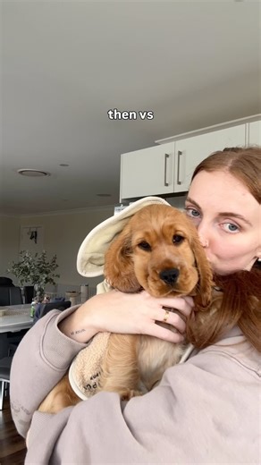 Alfie Kent on Instagram: "This made me laugh! We get SO many comments about how patient Alfie is in our GRWM videos, but it wasn’t always this way lol 🤭 The crockerdile was in full force at the beginning (10 weeks) and now (15 months) he is a patient king in it for the treats lol 🤎 I look seriously exhausted in the first clips because I was 😂 Raising a puppy is tough, I remember I had 3 nights with close to zero sleep due to poop issues lol. I felt like I was going crazy. If you’re in the pup