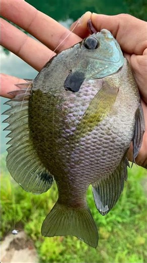 Ultralight favorites from fall #fishing #ultralightfishing #warmouth #bluegill #shellcracker #angler