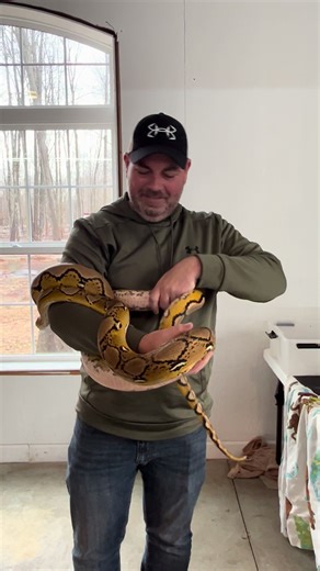 #snake #python #reptile