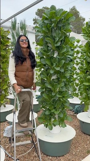 Komatsuna aka Japanese Mustard Spinach #komatsuna #farming #gardening