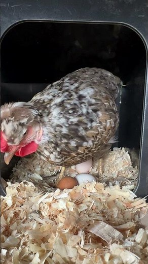 Cómo limpiar los parásitos de tus gallinas con un solo ingrediente casero