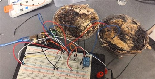 Scientists Built a Computer Out of Shiitake Mushrooms—and It Works