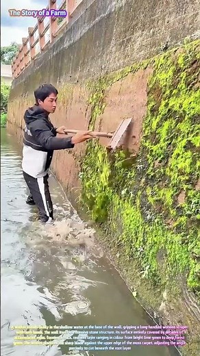 Watch a Scraper Peel Thick Green Moss Off a Stone Wall in One Clean Sweep! 🌿🔧
