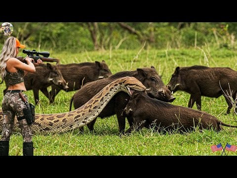 Unexpected Situation During Wild Boar Chase In The Field - Giant Python Attacks Our Prey