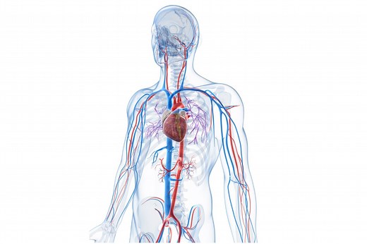 Types of Veins That Keep Your Heart Ticking