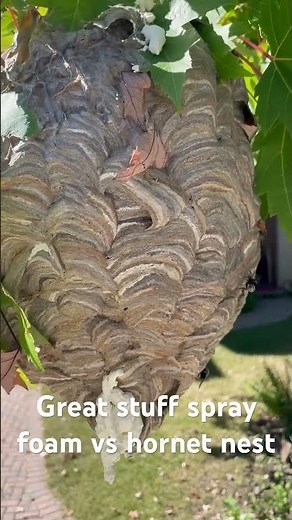 Can spray foam reduce hornets from swarming #hornet #hornetnest #sprayfoam #yellowjackets #waspnest