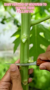 Easy method of growing to papaya tree #farming #agriculture #reels #viral #goodbye2024 | Lodhi Sonu Rajput
