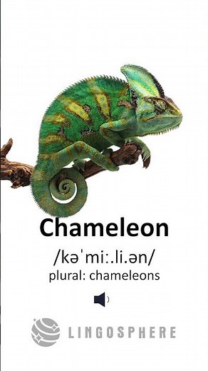 Don’t Say “Chameleon” Wrong! 🦎 Learn the Correct English Pronunciation