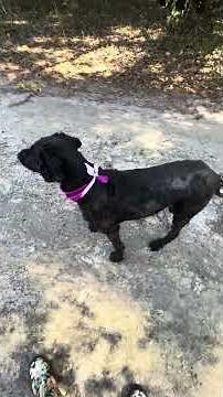 Xena available black Labradoodle non-shedding excellent temperament. labradoodlecountry.com.