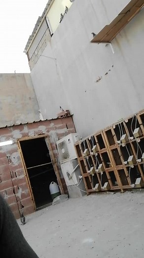 Exploring the Life of a Unique Pigeon