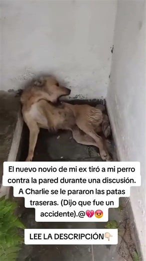 LEE LA DESCRIPCIÓN👇🏻