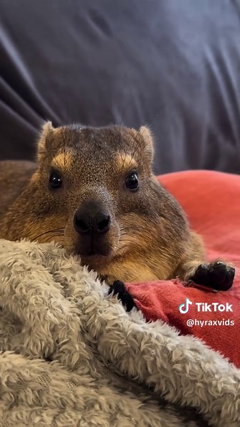 Discovering the Adorable Hyrax: Comfort and Cuteness