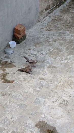 Two Birds Fighting with Each Other 🐦⚔️ | Part 2