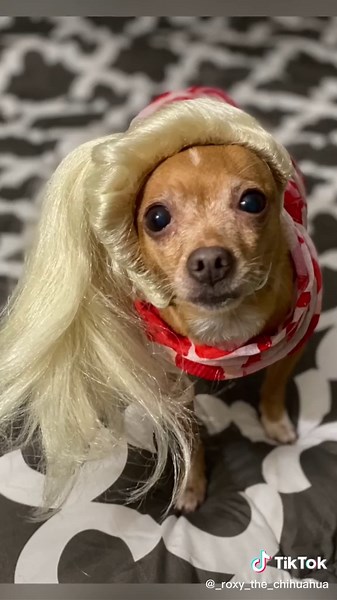 #dog #chihuahua #cute #wig