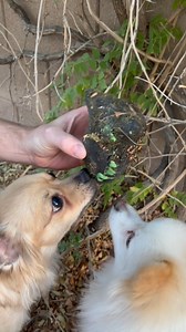 Dogs make discovery! 😱 #science #nature #discovery #dogs | Our Weird & Wonderful Discoveries