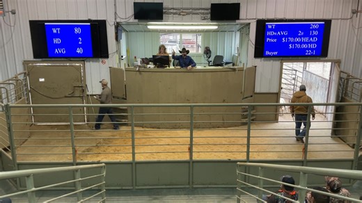 Cow House Livestock Auction on Reels